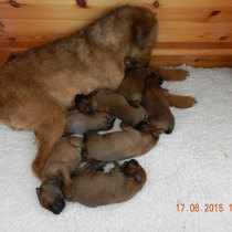 Josephine bei der Arbeit...
